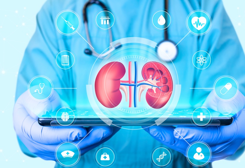 Cette &eacute;quipe de bioing&eacute;nieurs japonais parvient &agrave; produire du tissu ur&eacute;t&eacute;ral &laquo; artificiel &raquo; &agrave; partir de cellules souches (Visuel Adobe Stock 586776962)